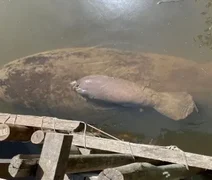 Morre, em Alagoas, a primeiro peixe-boi nascida em cativeiro no mundo