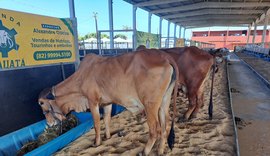 Animais começam a chegar ao Parque da Pecuária para a Expoagro-AL 2024