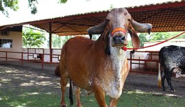 Animais do 4º Genética de Berço estão prontos para atender pecuária leiteira