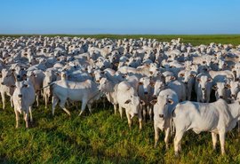 Criadores têm até 15 de agosto para declarar vacinação do rebanho contra aftosa