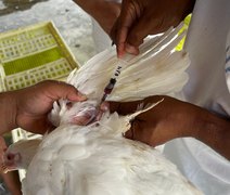 Adeal inicia sorologia da influenza aviária em granjas de Alagoas
