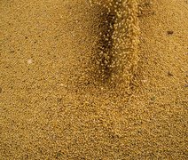 Agropecuária cresce 11,7%, impulsiona PIB e amplia participação na economia