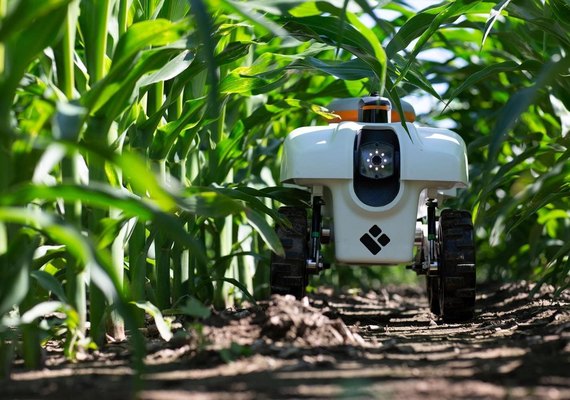 IA ajuda produtores rurais a tomar decisões mais assertivas