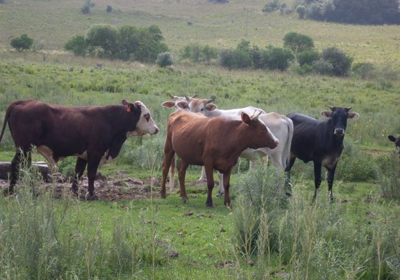 Publicada adesão de consórcios ao Sistema Unificado de Atenção à Sanidade Agropecuária