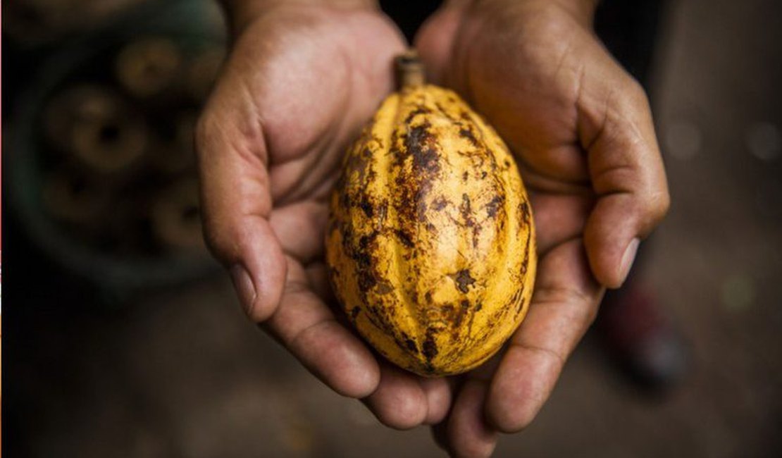 Governo publica medida que fortalece produção nacional de cacau