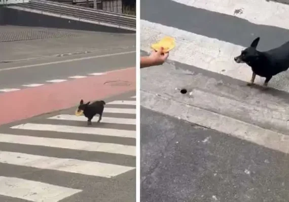 Há cinco anos, cadela busca seu pastel na mesma lanchonete todos os dias