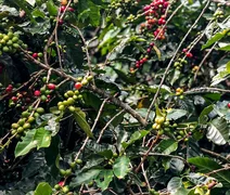 Café recua com pressão da safra recorde no Brasil