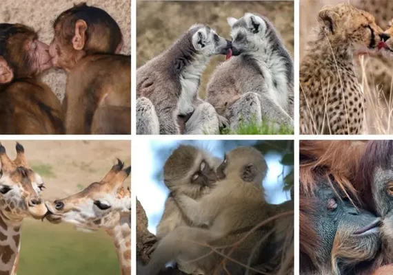 Primeiro beijo pode ter surgido há mais de 21 milhões de anos, apontam cientistas