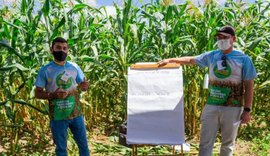 Prefeitura de Poço das Trincheiras realiza na próxima sexta (27) um dia de campo voltado à cultura do milho