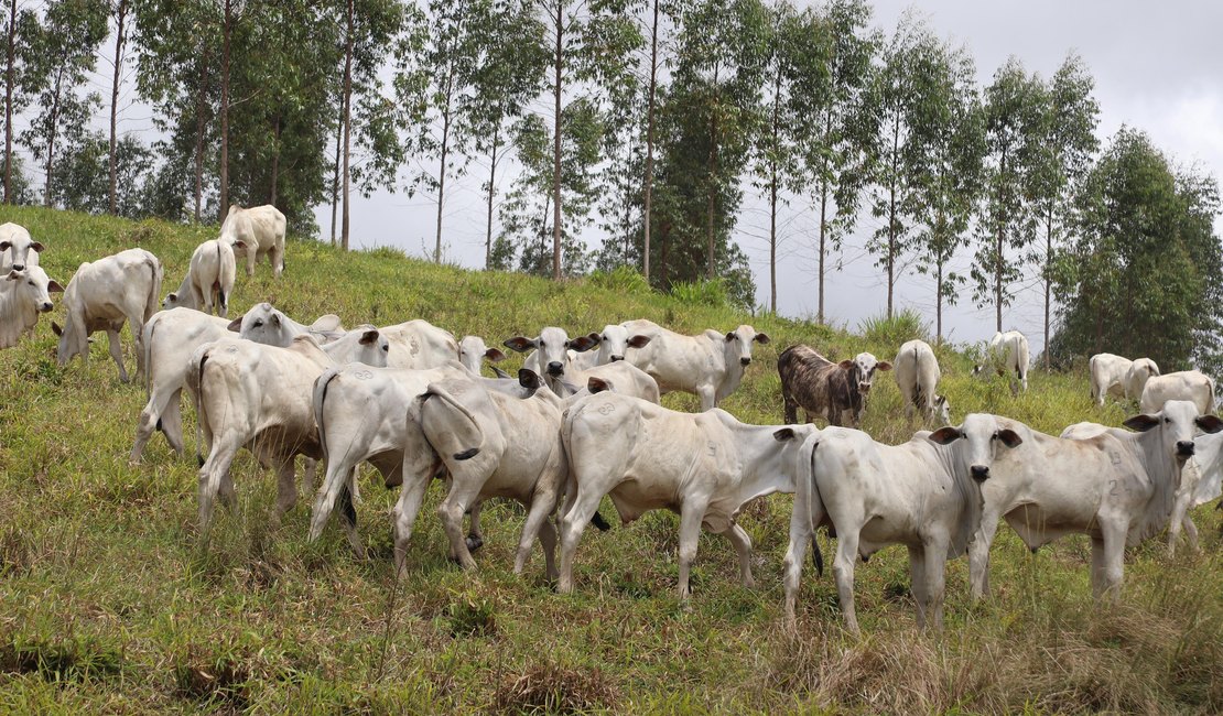 Pastejo ultra adensado conquista espaço em Alagoas