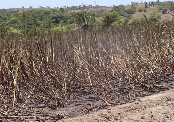 Nova variedade de cana resiste a período seco e se destaca em Alagoas