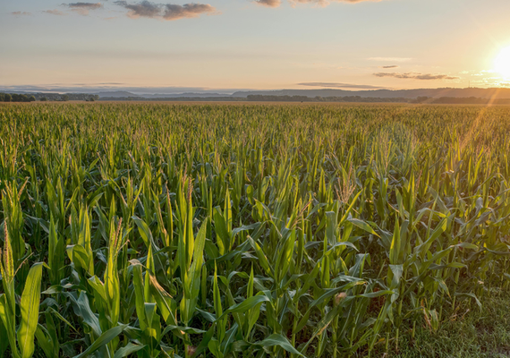 Agropecuária brasileira enfrenta crise com crédito limitado e dívidas em alta