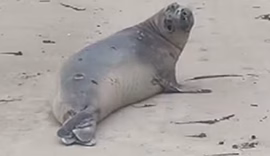 VÍDEO: Elefante-marinho é flagrado em Barra de Santo Antônio