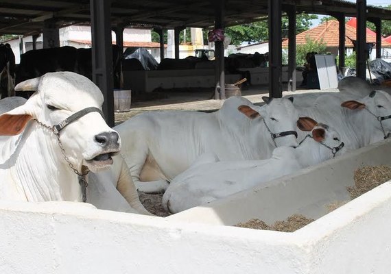 Banco do Nordeste participa de Expoalagoas Genética e disponibiliza crédito para inovação rural