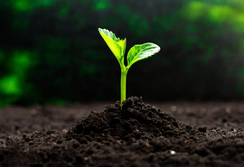 Mapa cria canal exclusivo para alertas sobre pragas