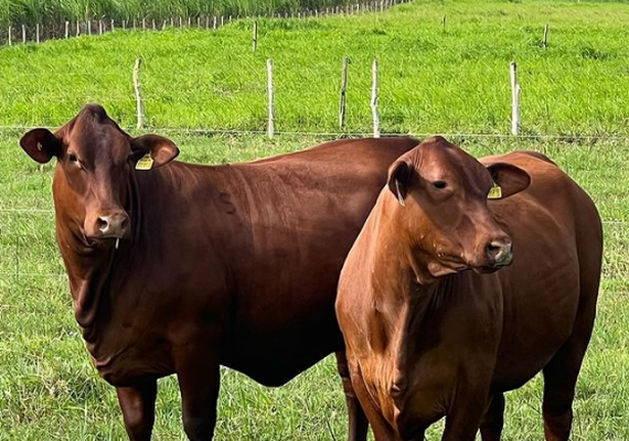 2º Leilão Fazenda Mangabeira ultrapassa R$ 500 mil em faturamento