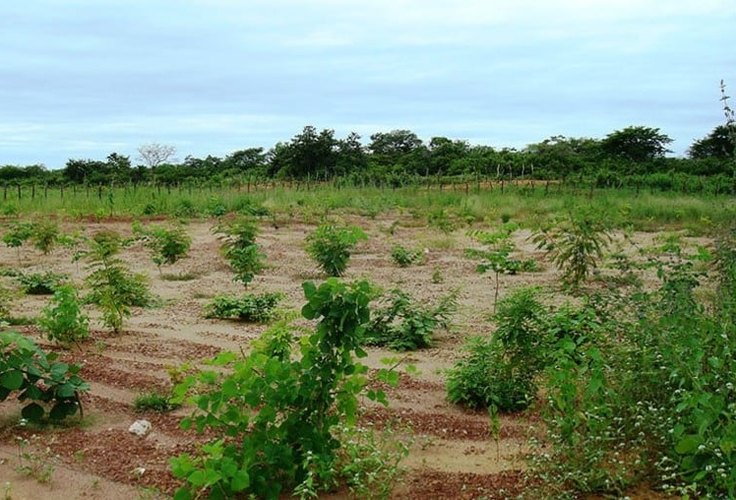 Sistemas integrados de produção aumentam matéria orgânica em solos da Caatinga