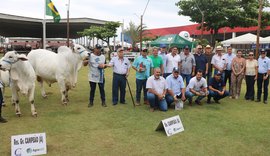 Raça Nelore ganha destaque com Exposição Regional durante a 72ª Expoagro Alagoas