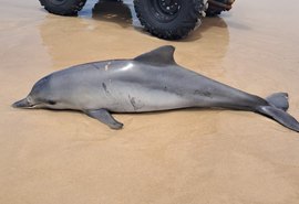 Boto-cinza é encontrado morto com marcas no corpo na Praia do Francês
