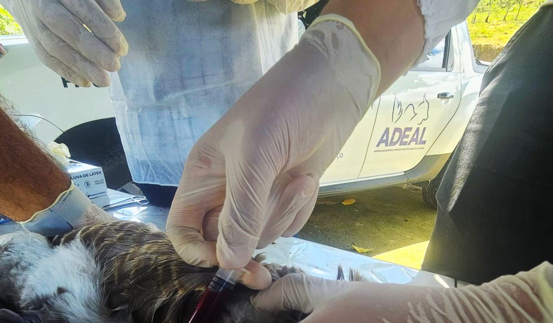 Adeal realiza coleta de amostras em aves para análise do Ministério da Agricultura