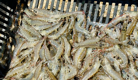 Coité do Nóia impulsiona produção de camarão e transforma vidas no semiárido alagoano
