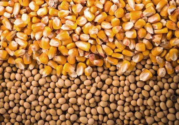 Empresa tem perspectiva de alta para preço de milho e soja