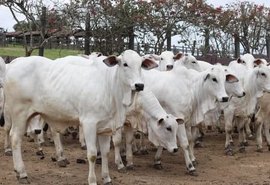 Prateleira do Leilão Nelore Barros Correia reúne produtos que atendem múltiplas categorias da pecuária