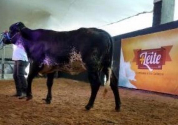 Leilões da Expoagro trazem as melhores genéticas do mercado