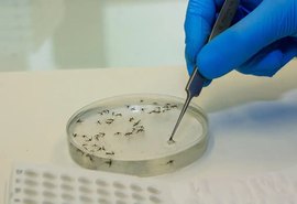 Saúde inaugura biofábrica de mosquitos antidengue em Minas Gerais