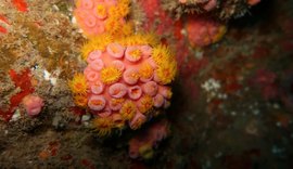 Descoberta: espécie invasora pode causar impactos na pesca e no turismo do Estado