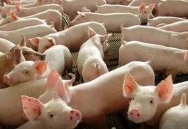 Criação de suínos salta 22% em Alagoas e lidera ranking de crescimento
