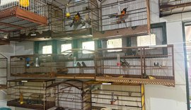 Cetas recebe 42 aves apreendidas em condições de maus-tratos no aeroporto