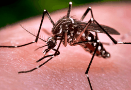 Aedes Aegypti: Maceió registra queda nas notificações de doenças