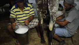 Expo Bacia Leiteira valoriza produção da agricultura familiar alagoana