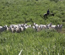 Leilão Varrela oferta genética Nelore neste sábado com 39 lotes