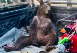 Urso come mel alucinógeno na Turquia e precisa ser resgatado
