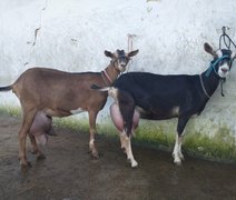 Expoalagoas Genética receberá Torneio Leiteiro Caprino da Agricultura Familiar