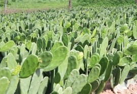 Projeto leva mudas de palma forrageira ao sertão de AL