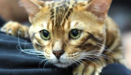 Simba, Nala e mais: ideias de nomes para gatos fãs da Disney