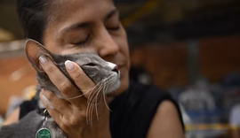 Resgate de animais leva esperança a vítimas de terremoto na Colômbia