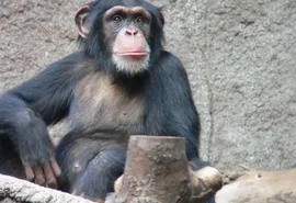 Estudo aponta habilidade geométrica em macacos semelhante a de crianças