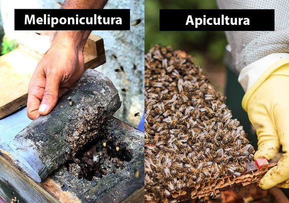 Apicultores e meliponicultores de Alagoas fundam cooperativa no próximo sábado (14)