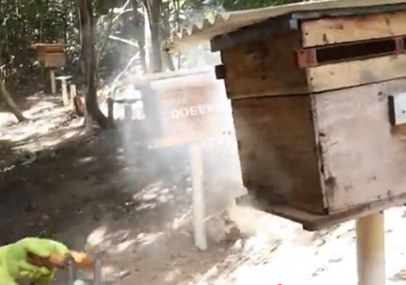 Trabalho de campo acompanha manejo de colmeias e extração do mel em AL