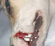 Cães comunitários são vítimas de maus-tratos em São Miguel dos Campos