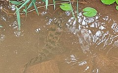 Ele foi devolvido à natureza após ter seu estado de saúde verificado