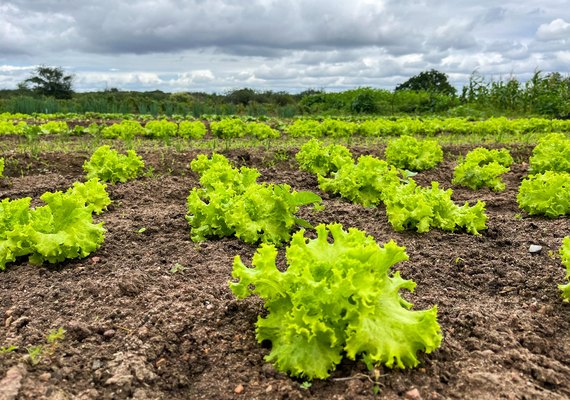 Governo fortalece programas e beneficia mais de 60 mil agricultores familiares em AL