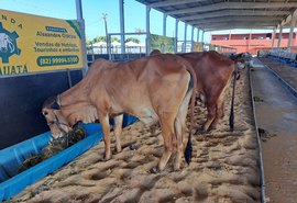 Animais começam a chegar ao Parque da Pecuária para a Expoagro-AL 2024