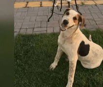 Cachorro comunitário Abacate é morto a tiros no Paraná
