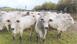Agrofeira IBC 2026 será realizada nos dias 18 e 19 de setembro em Chã Preta