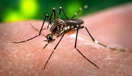 Saúde divulga novos índices de infestação do Aedes aegypti em Maceió